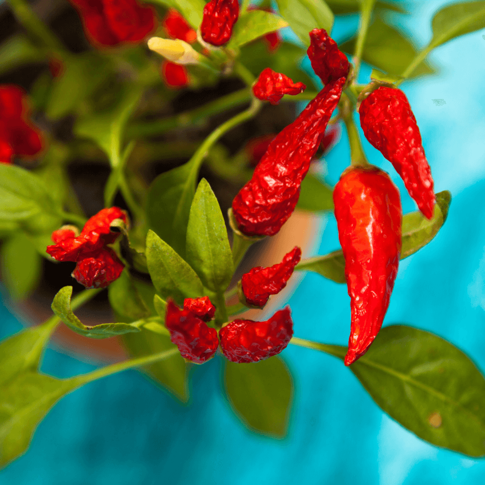 Chili pepper Surajmukhi Seeds