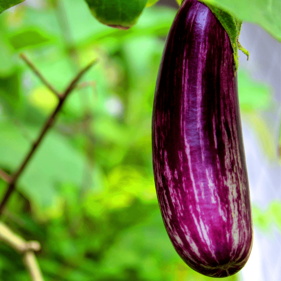 Eggplant (Brinjal) Pusa purple long Seeds