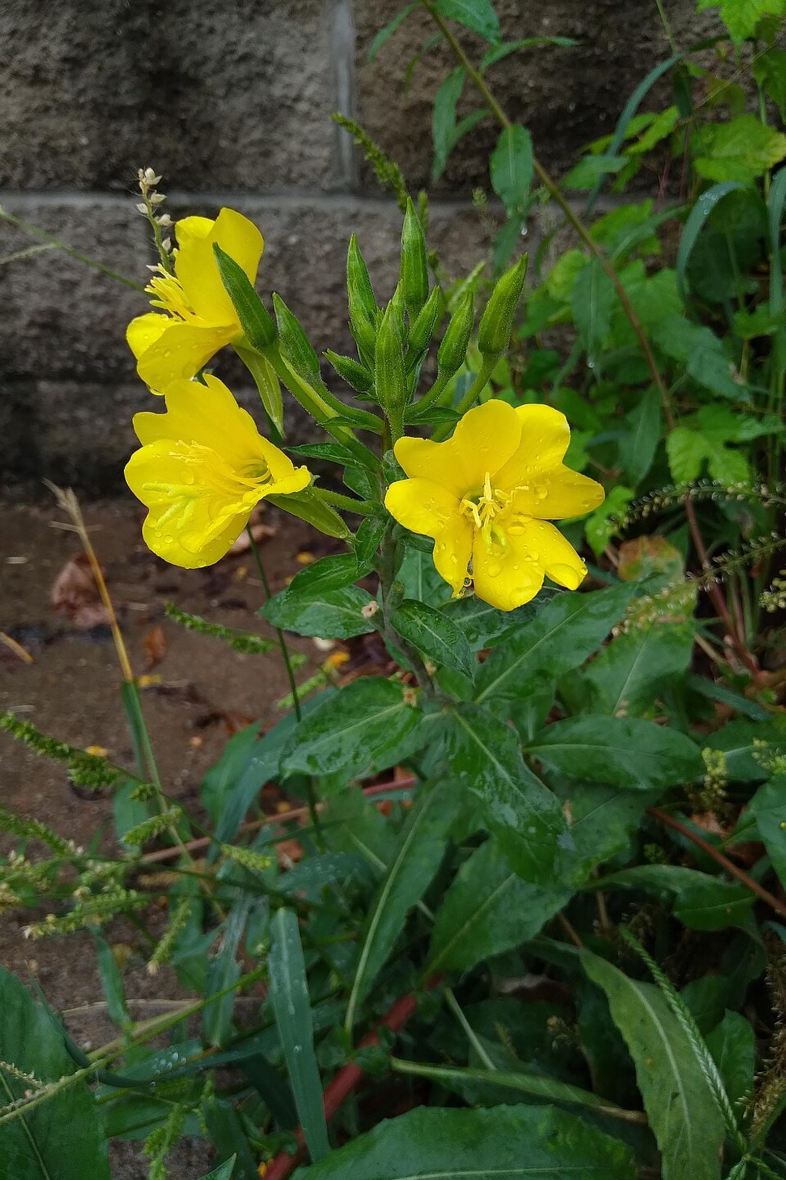 Onethera, Evening primroses Seeds