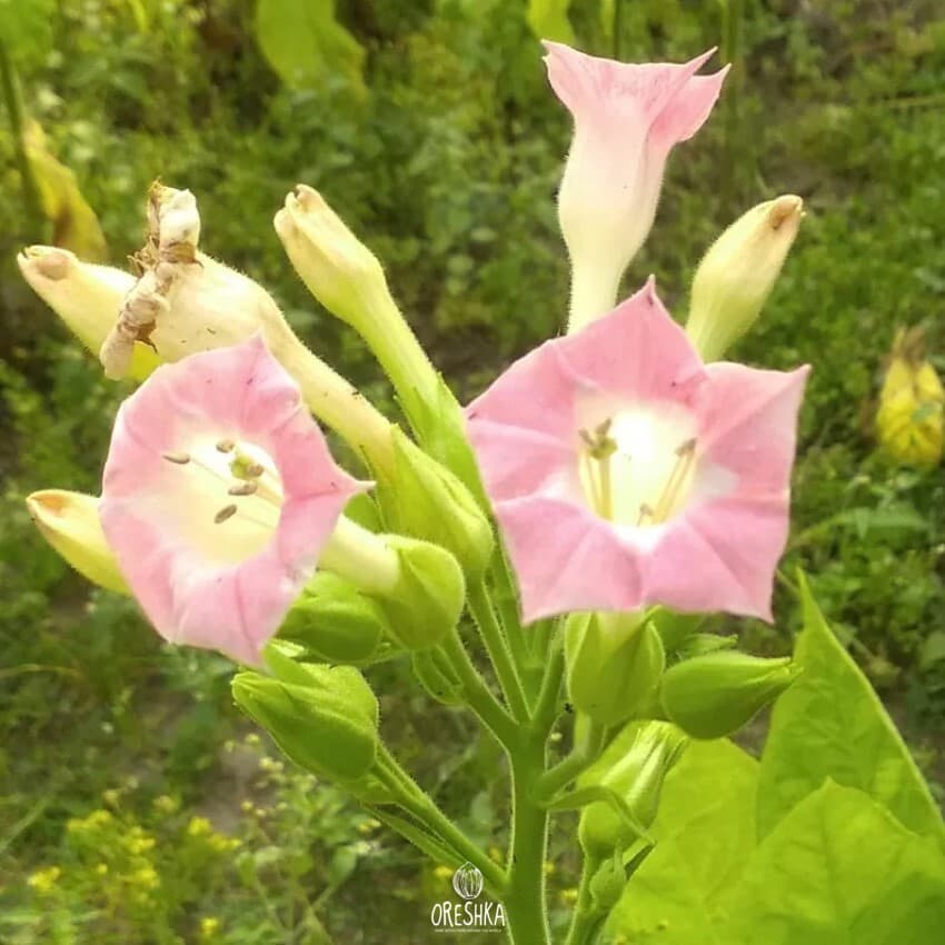 Nicotiana tabacum Turkish Seeds