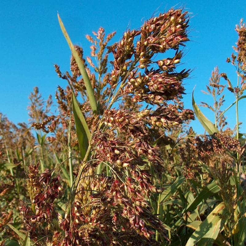 Sorghum Sudan grass Seeds