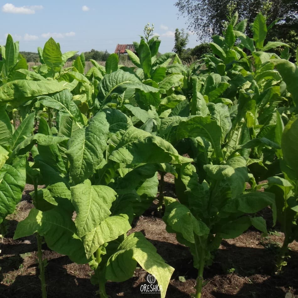 Nicotiana tabacum Yellow Leaf 36 Seeds