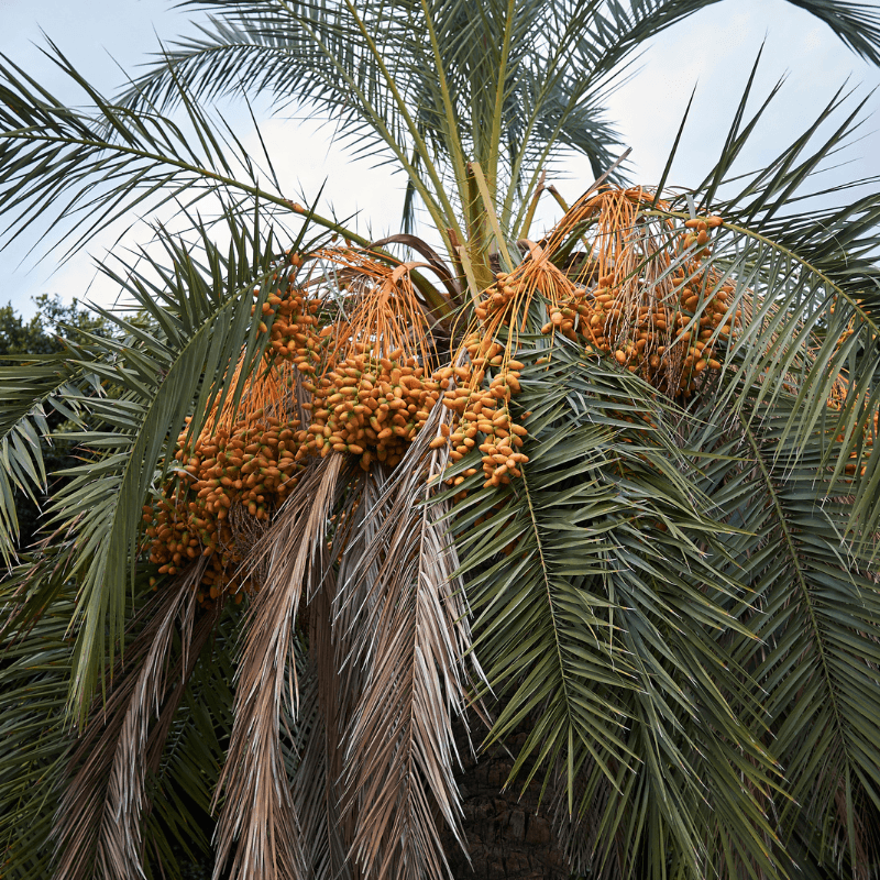 Fard dates Seeds