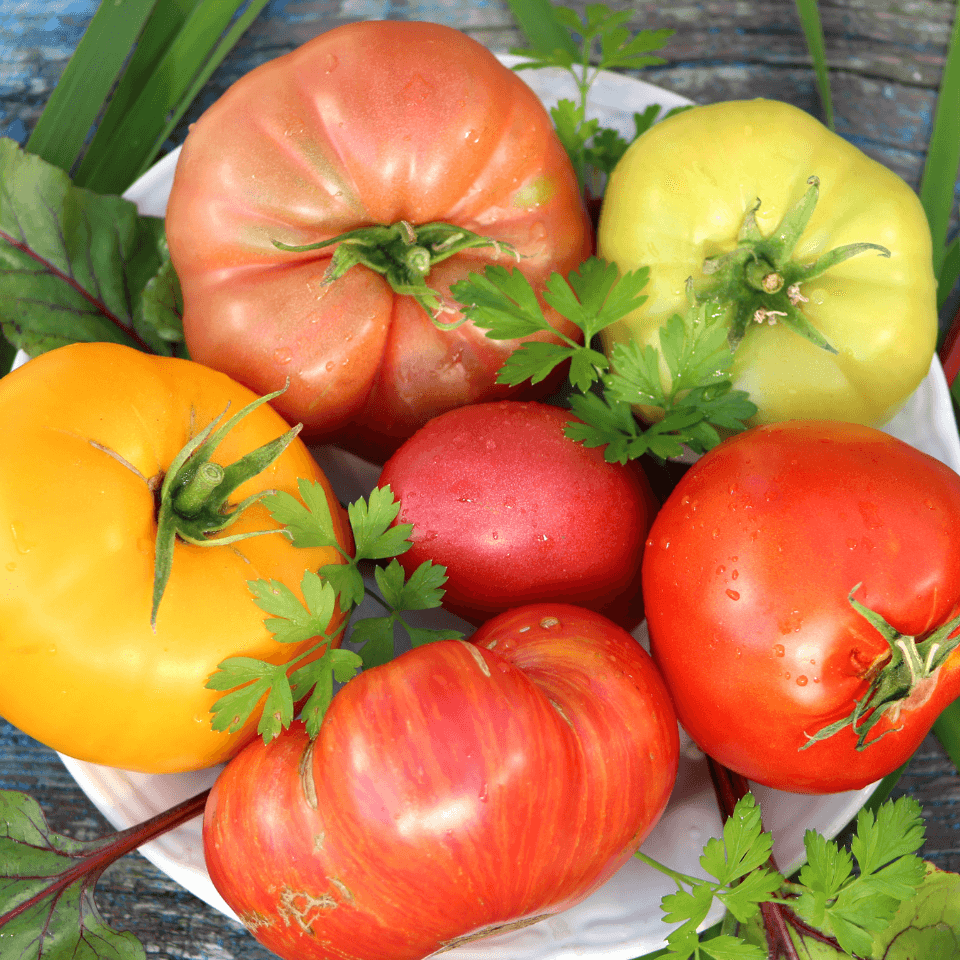 Tomato Chameleon Seeds