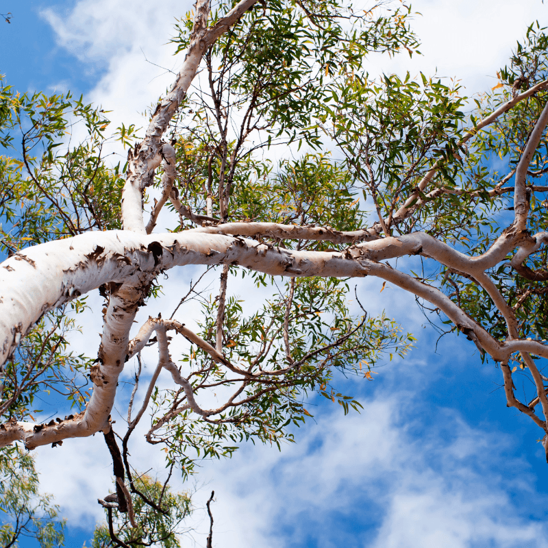 River Red Gum Seeds