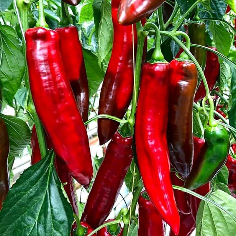 Sweet pepper Sweet Point Seeds