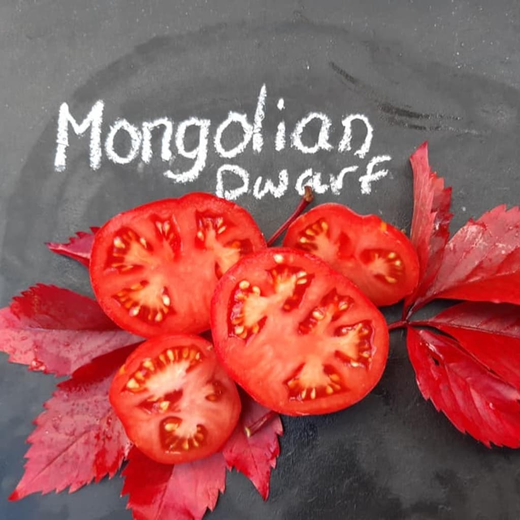 Tomato Mongolian Dwarf Seeds