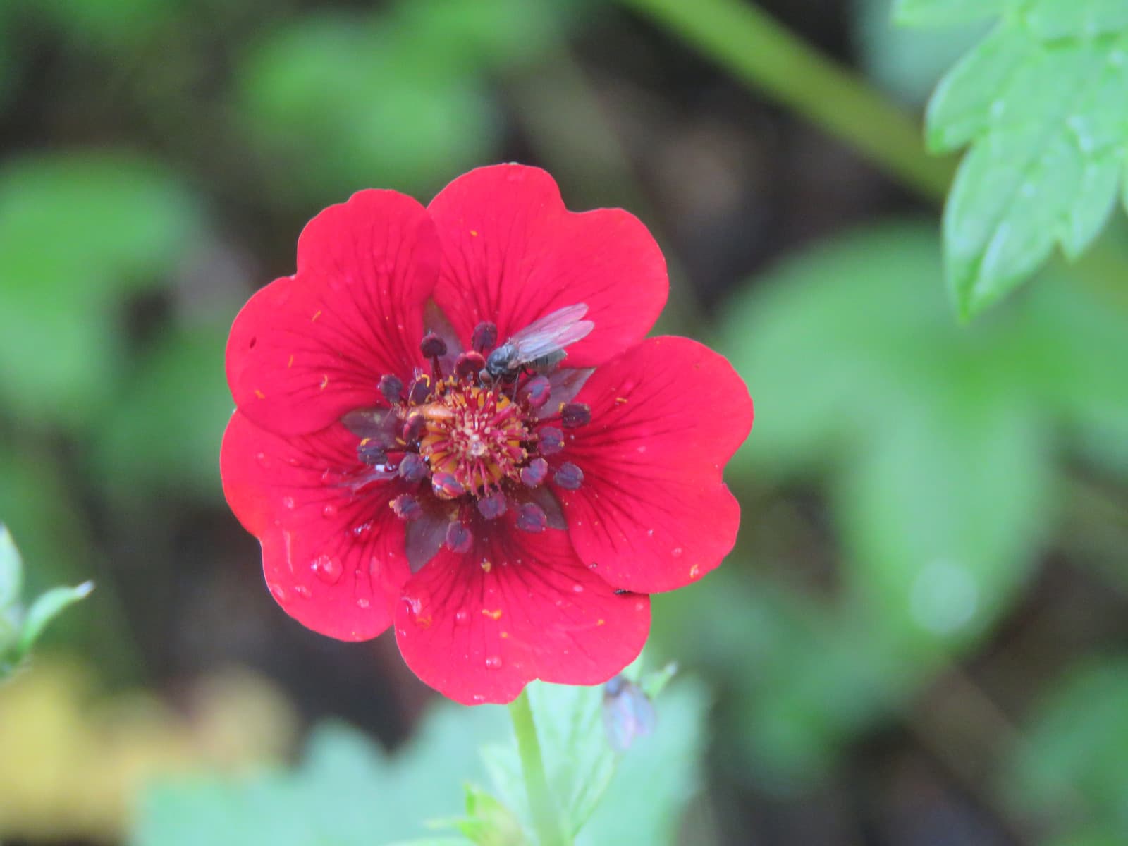 Potentilla atrosanguinea Seeds