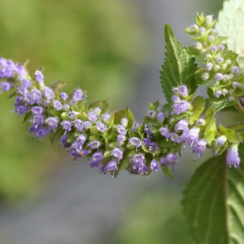 Elsholtzia ciliata Seeds