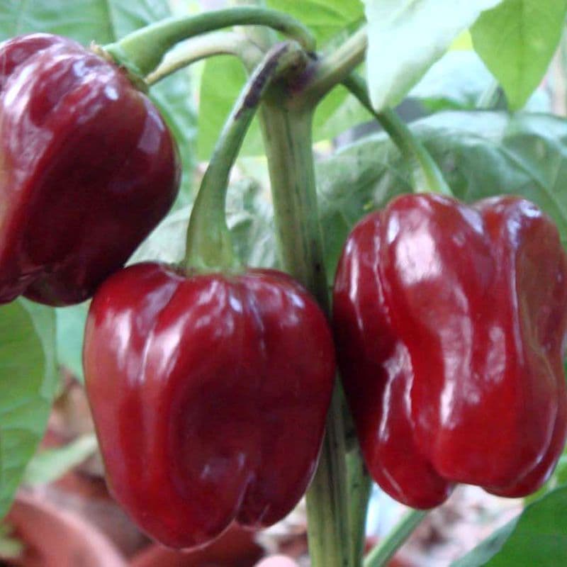 Hot pepper Habanero purple Seeds