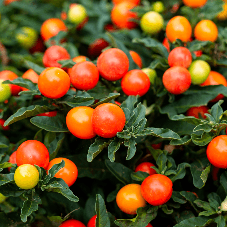 Jerusalem cherry Seeds