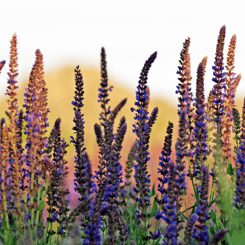 Clary, clary sage Seeds