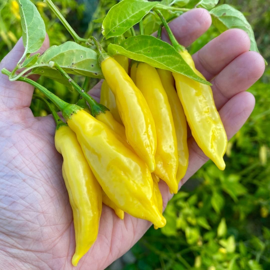Hot Aji Pineapple Chili Pepper Seeds