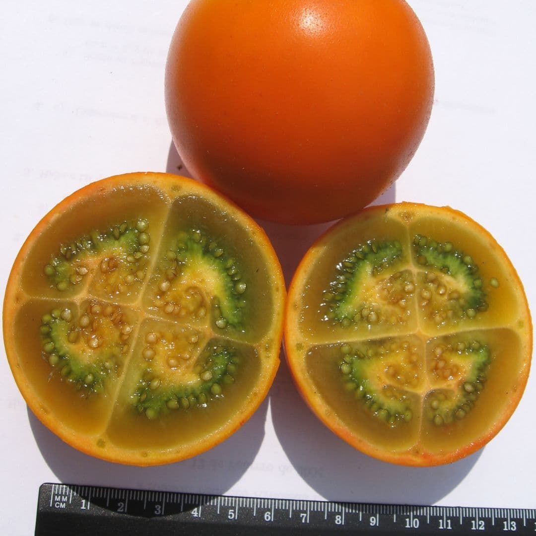 Solanum quitoense, Lulo quito orange Seeds