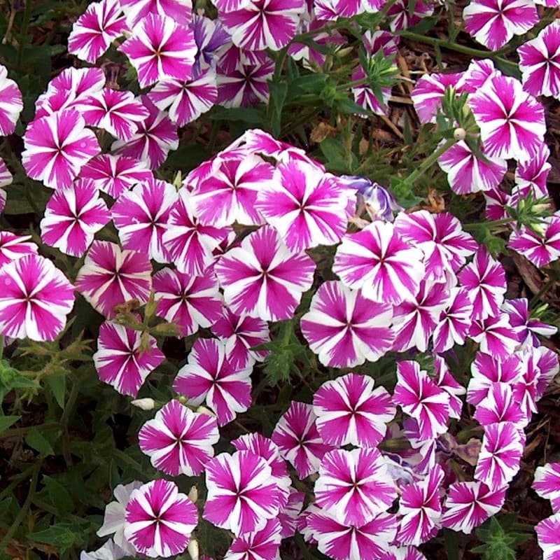 Phlox Star Phlox drummondii Star Mix Seeds