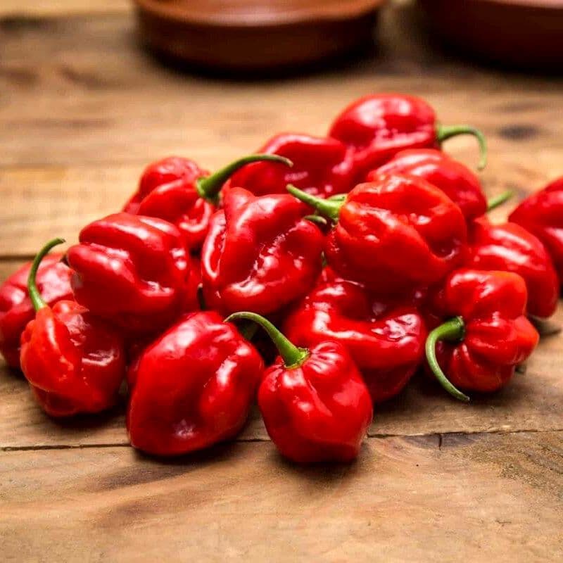 Hot pepper Habanero Red Seeds