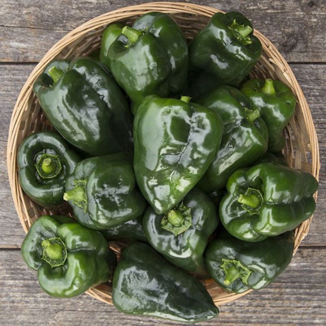 Hot pepper Poblano, Ancho Mulato Seeds