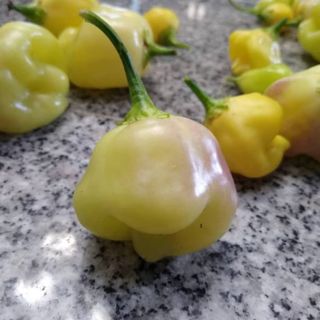 Hot pepper Sugar rush cream Seeds