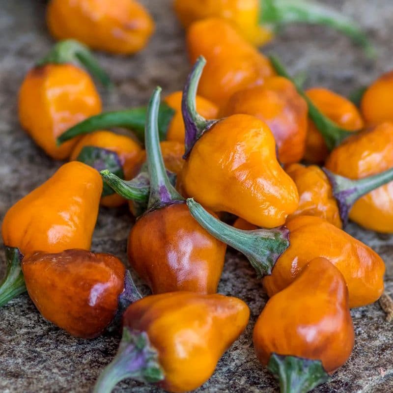 Hot pepper Golden nugget Seeds