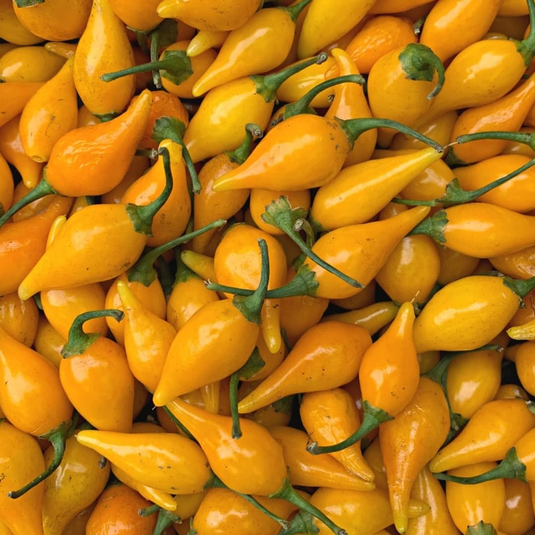 Hot pepper Biquinho Amarelo Seeds
