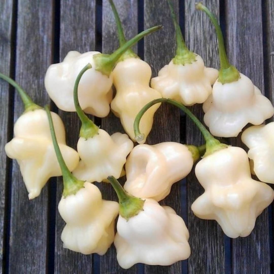 Hot pepper Aji White Fantasy Seeds