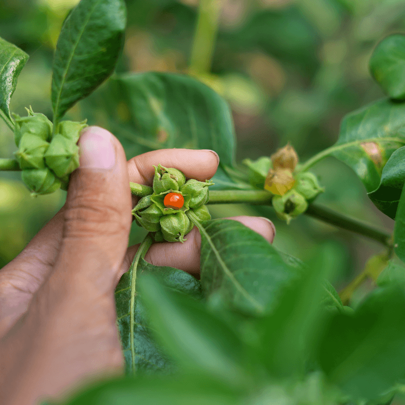 Ashwagandha Seeds