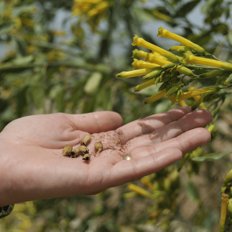 Black mustard Seeds