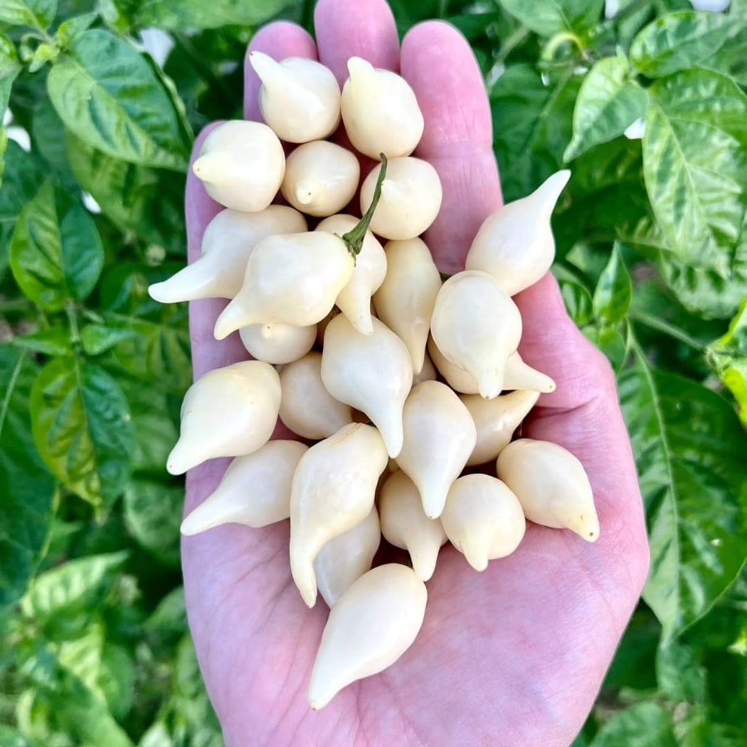 Pepper Biquinho White Seeds