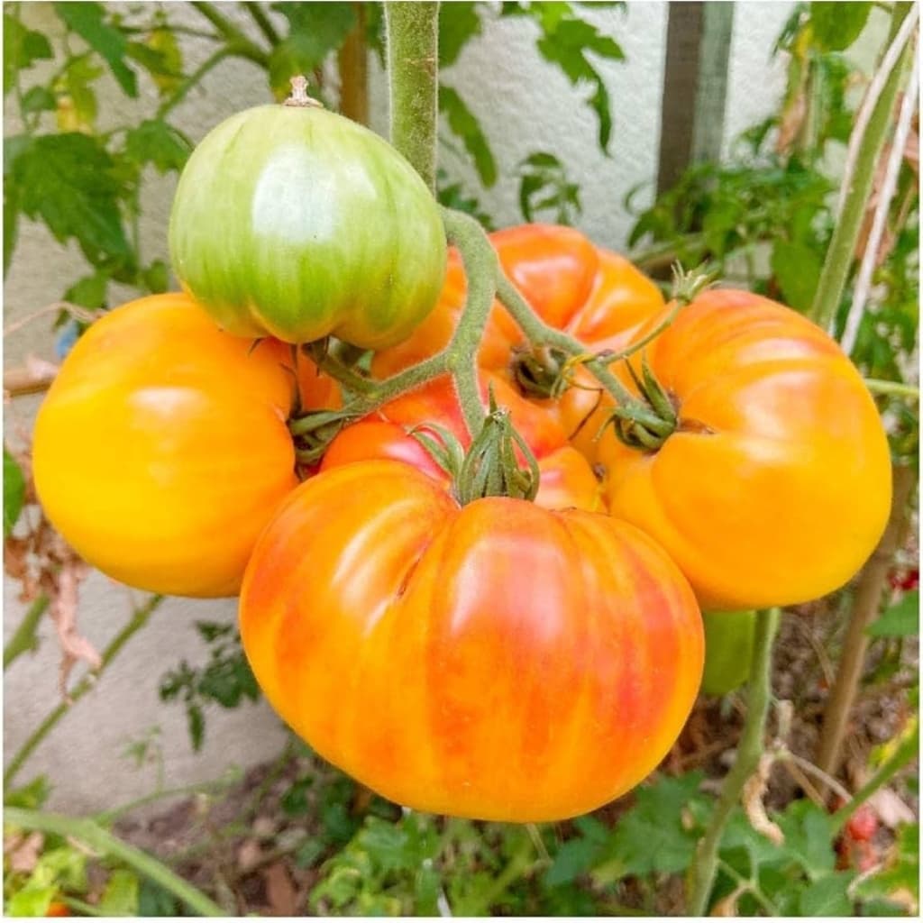 Tomato Golden Pineapple Seeds