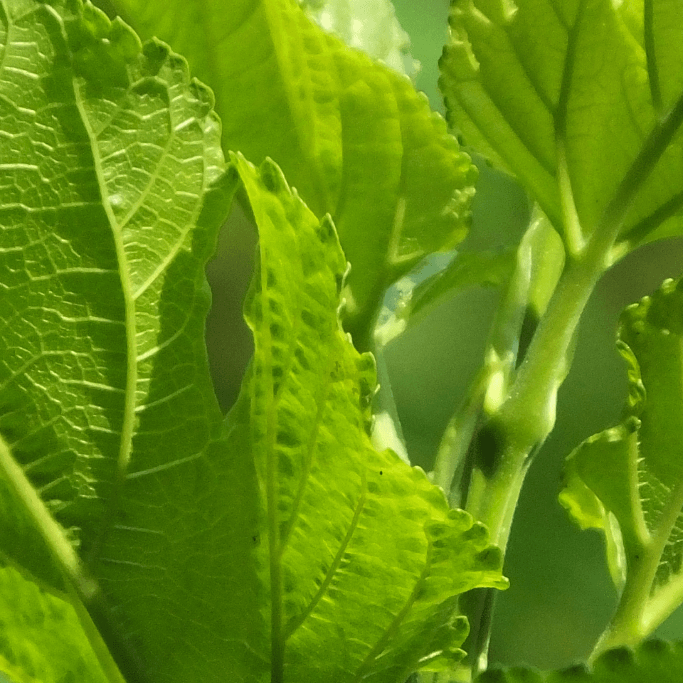 Tobacco Bucak Seeds