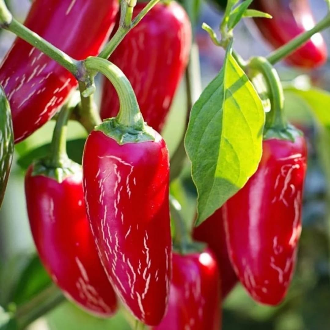 Hot pepper Jalapeno Casablanca Seeds