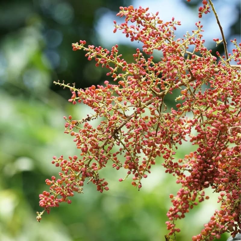 Rhus Chinensis, Nutgall tree Seeds