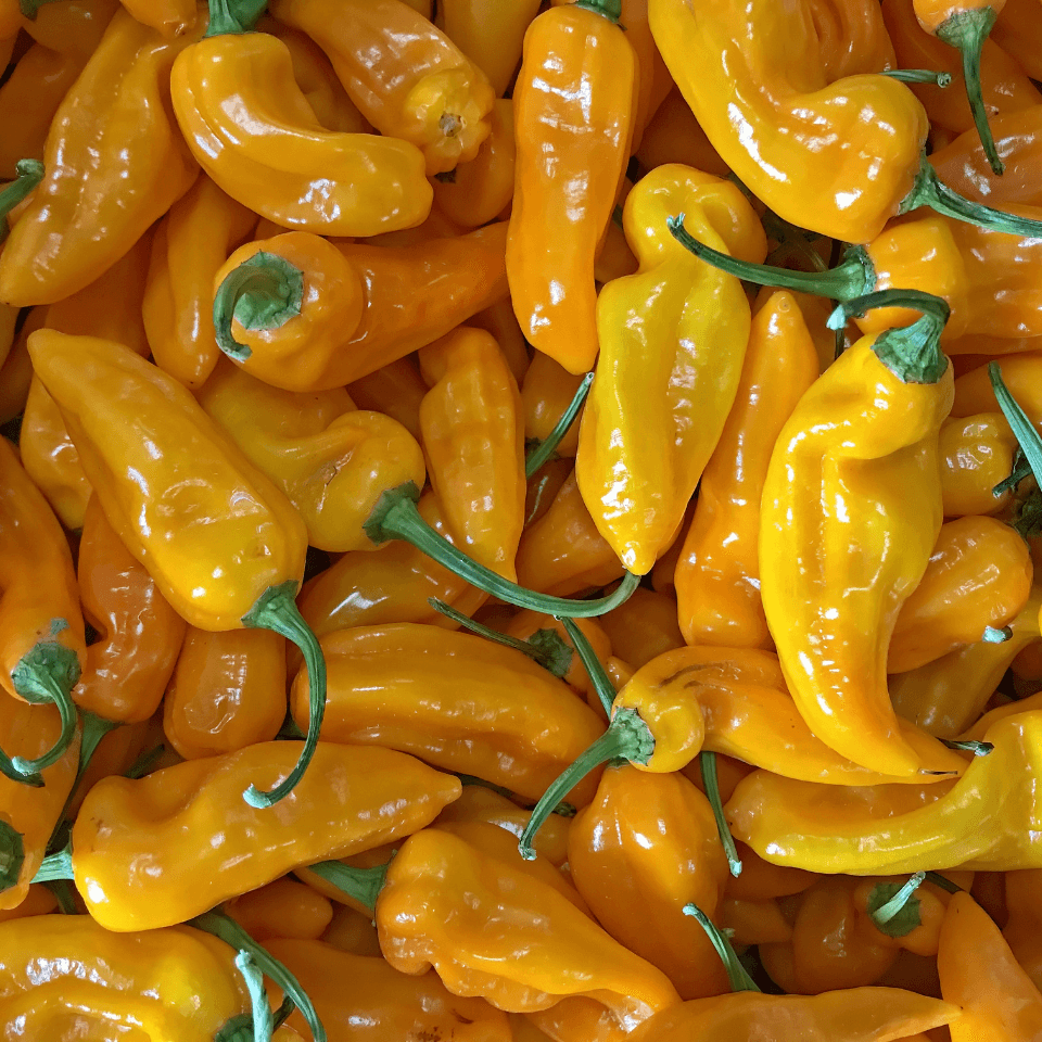 Peru yellow hot pepper, Aji Amarillo Seeds