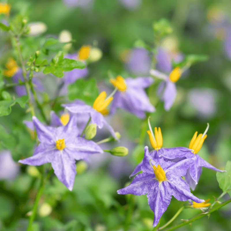 Thai Nightshade, Solanum trilobatum Seeds