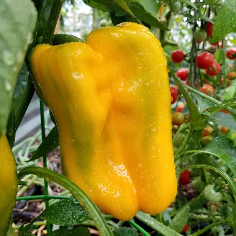 Sweet pepper Yellow Monster Seeds