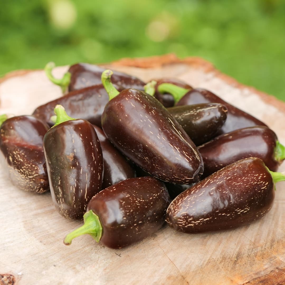 Hot pepper Jalapeno Azabache Seeds
