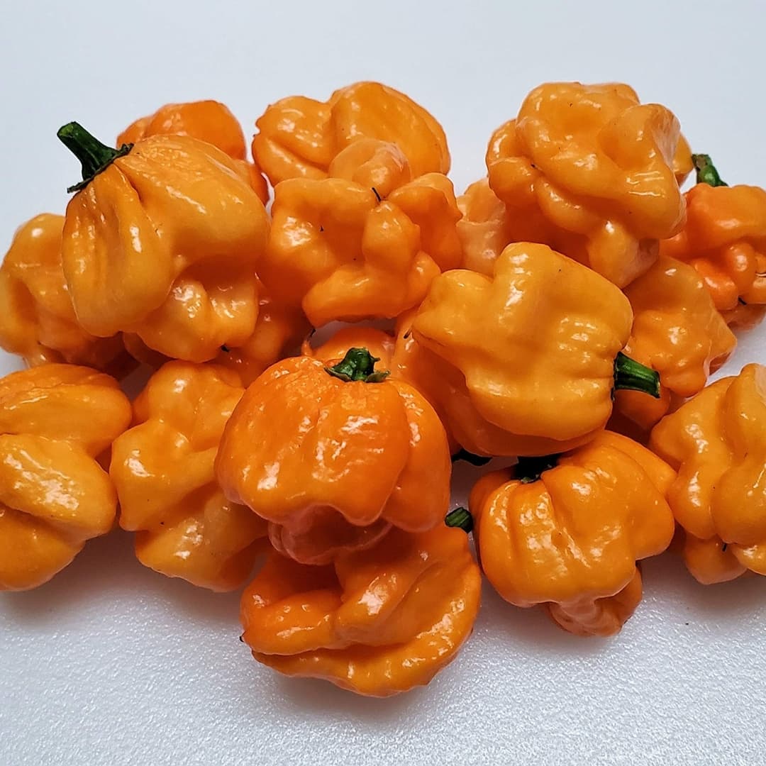 Hot Bahamian Goat pepper Seeds