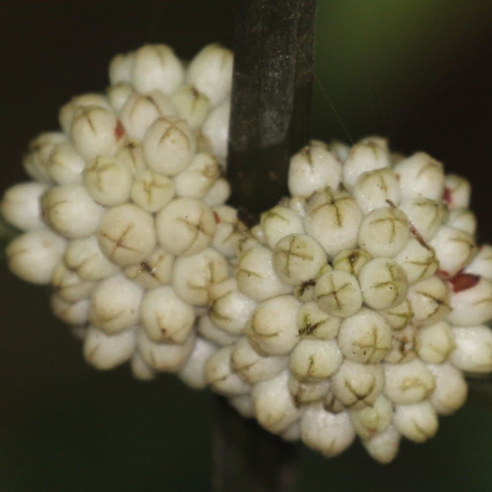 Oldenladia cristata, Dry adella Cristata Seeds
