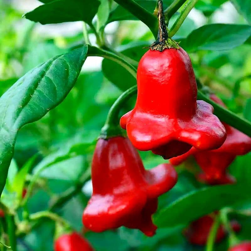 Hot pepper Spicy Bell (Bishop's crown) Seeds