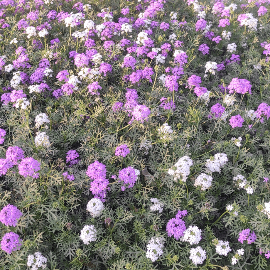 Verbena Tenuisecta seeds growing guide