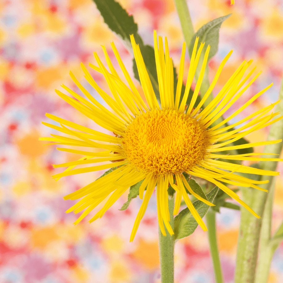 Inula, Elecampane seeds growing guide