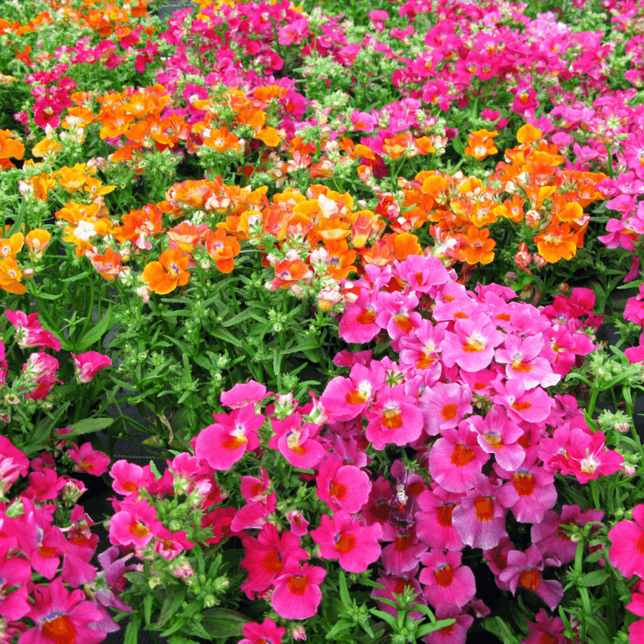 Nemesia seeds growing guide