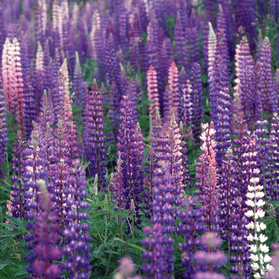 Lupine cinenaria seeds growing guide