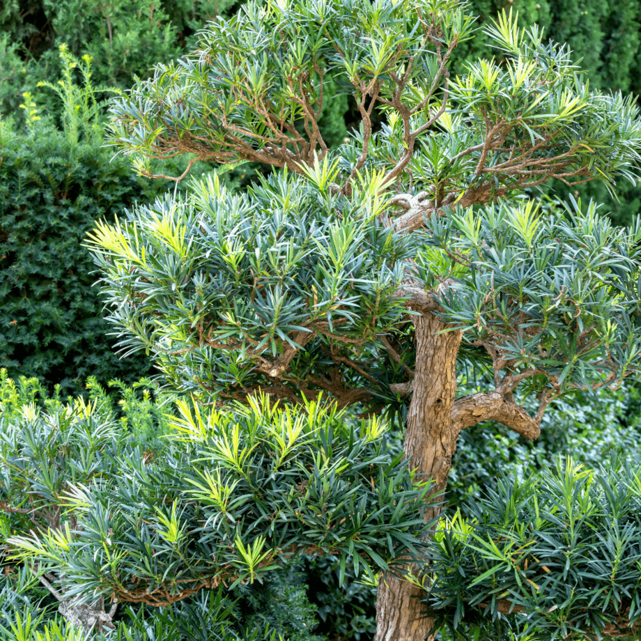 Podocarpus seeds growing guide