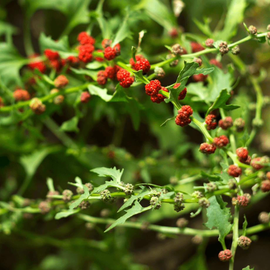 Strawberry Spinach seeds growing guide