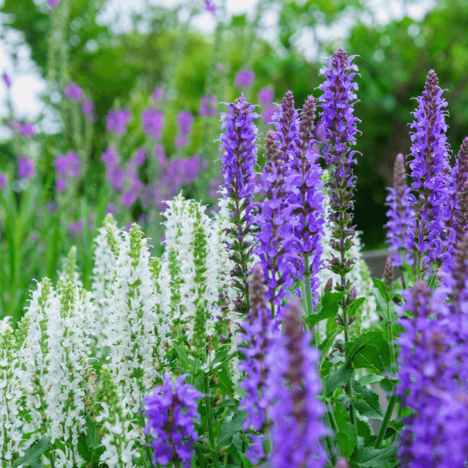 Salvia seeds growing guide