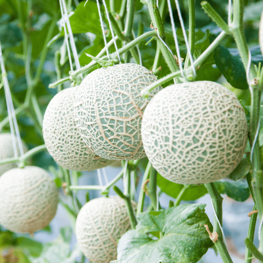 Melon seeds growing guide