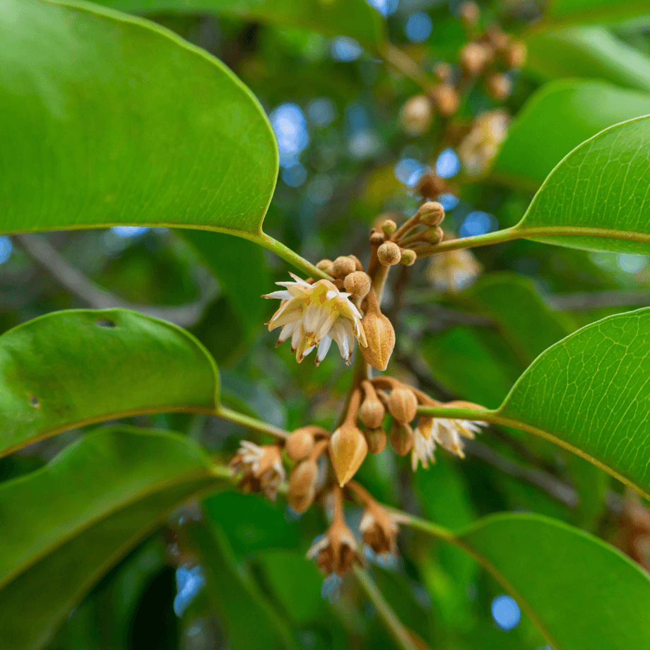 Spanish cherry seeds growing guide
