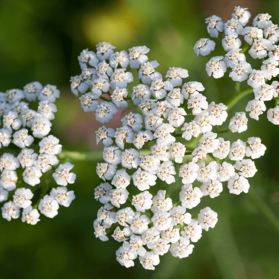 Common Yarrow seeds growing guide