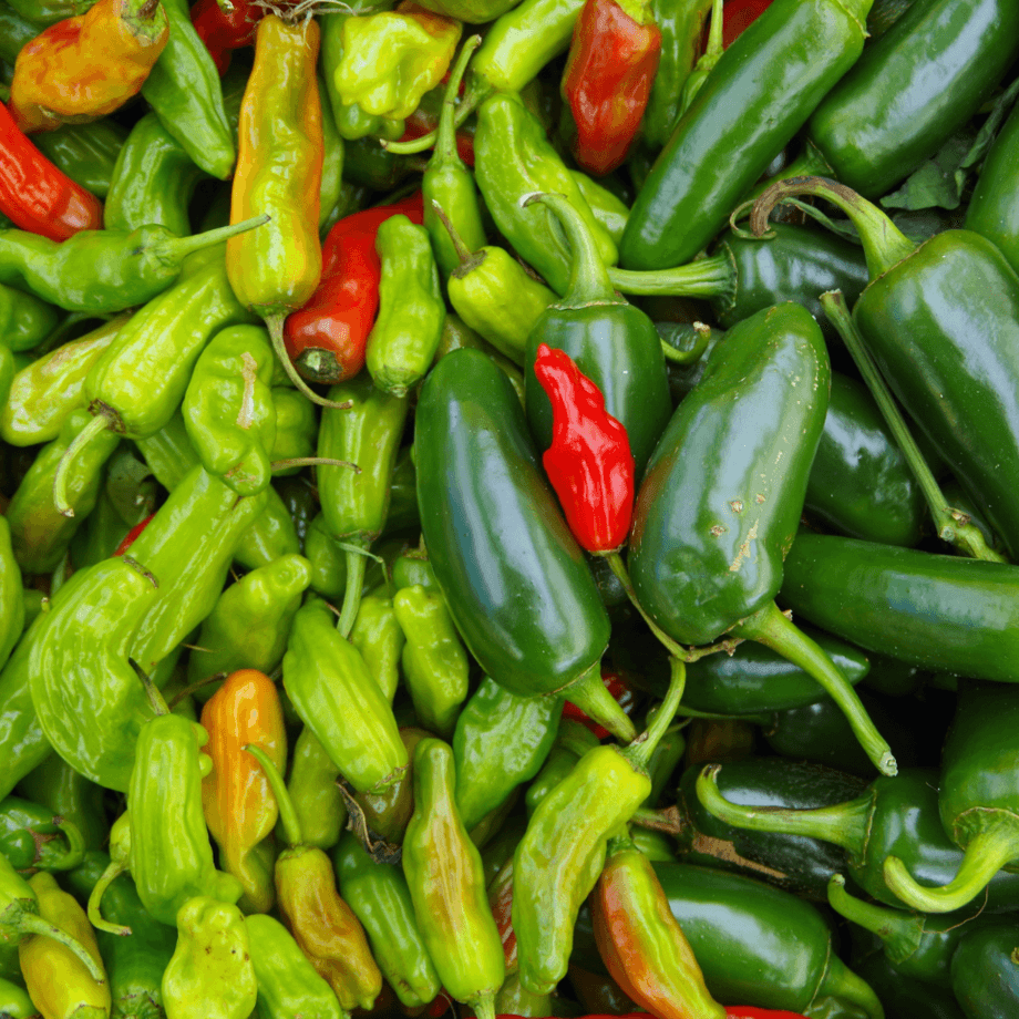 Hot pepper seeds growing guide